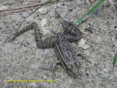 Lithobates neovolcanicus