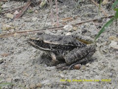 Lithobates neovolcanicus