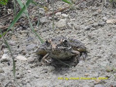 Lithobates neovolcanicus