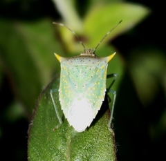 Arvelius albopunctatus