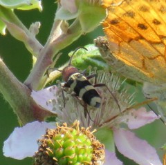 Chlorophorus trifasciatus