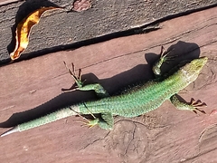 Adolfus kibonotensis