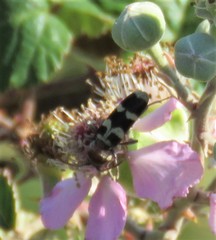 Chlorophorus trifasciatus