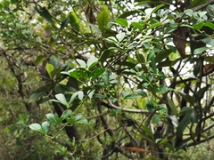 Zanthoxylum asiaticum