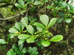 Zanthoxylum asiaticum