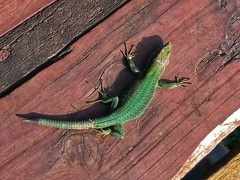 Adolfus kibonotensis