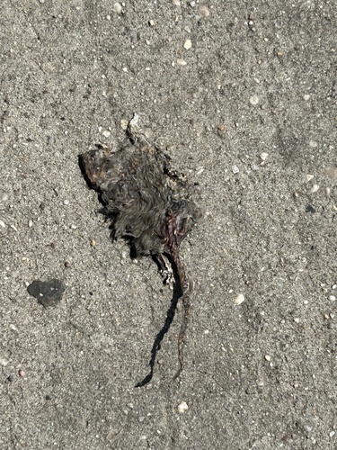 Rat photographed near here on 2025-09-09