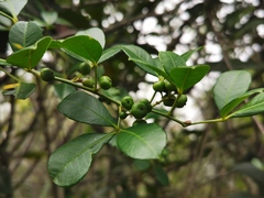 Zanthoxylum asiaticum