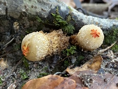 Calostoma ravenelii ravenelii