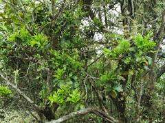 Molinaea alternifolia