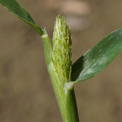 Foxtail Dropseed (Sporobolus alopecuroides)
