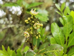 Molinaea alternifolia