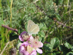 Polyommatus fulgens