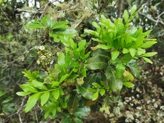 Molinaea alternifolia