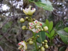 Molinaea alternifolia