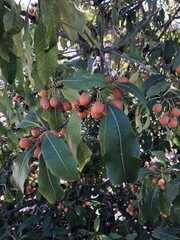 Pittosporum undulatum
