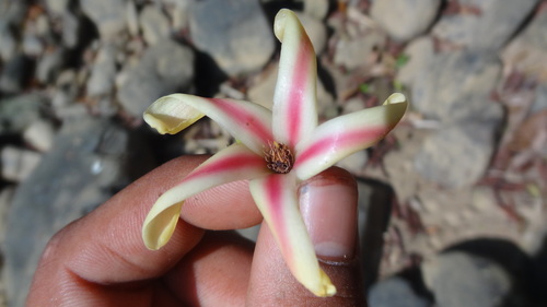 Image of New Guinea Rosewood (Dipterocarpus indicus) by (c) Siddarth Machado, some rights reserved (CC BY)