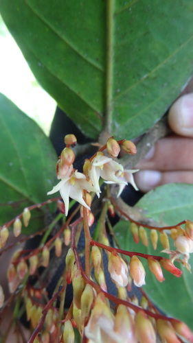 Image of Hopea ponga by (c) Siddarth Machado, some rights reserved (CC BY)