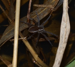 Dolomedes triton
