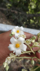 Vateria indica