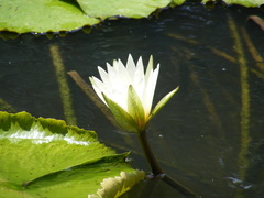 Nymphaea pulchella