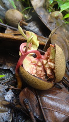 Vateria indica