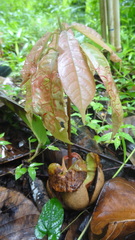 Vateria indica