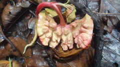 Vateria indica