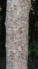 Vateria indica