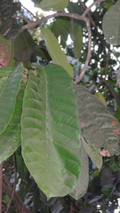 Vateria indica