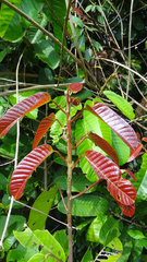 Vateria indica