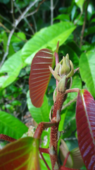 Vateria indica