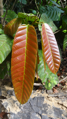 Vateria indica