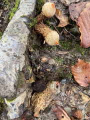 Calostoma ravenelii ravenelii