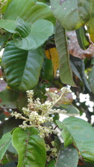 Vateria indica
