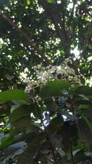 Vateria indica