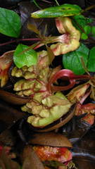 Vateria indica