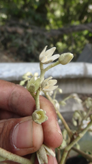 Vateria indica