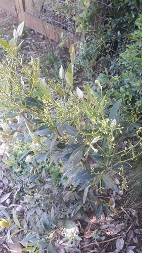 Myrcia oblongata