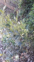 Myrcia oblongata