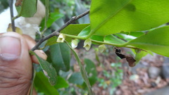 Diospyros angustifolia