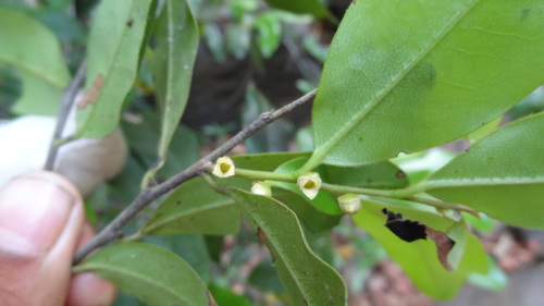 Narrow-leaved Ebony (Diospyros angustifolia)
