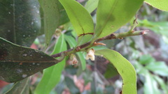 Diospyros angustifolia