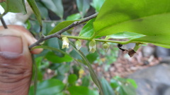 Diospyros angustifolia