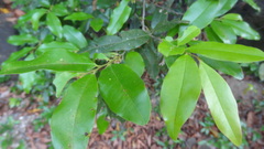 Diospyros angustifolia