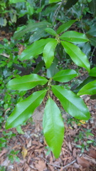 Diospyros angustifolia