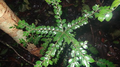 Diospyros buxifolia