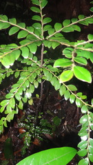 Diospyros buxifolia