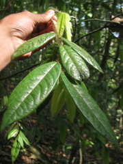 Diospyros pruriens