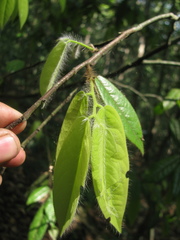 Diospyros pruriens